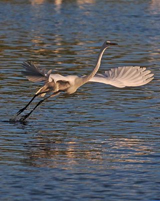 Great Egret with a Lift
