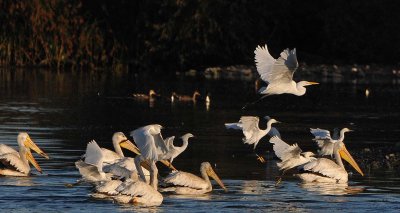 Many Egrets Fly