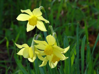 4 Daffodils