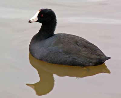 Coot Reflects