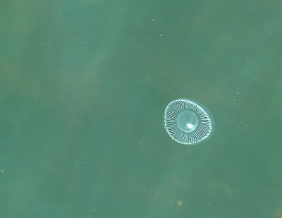 Jellyfish in the Wild