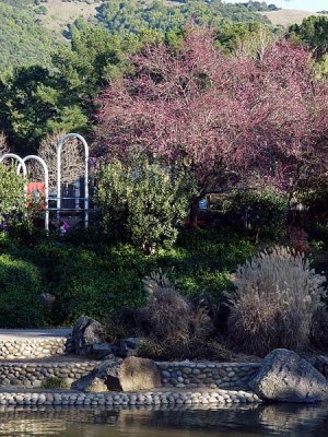 Playground and Red Tree