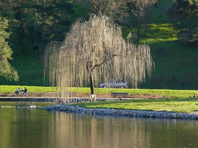 Pond and Willow