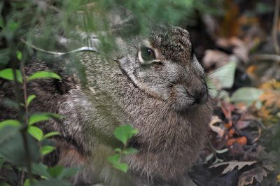 Face of Hare