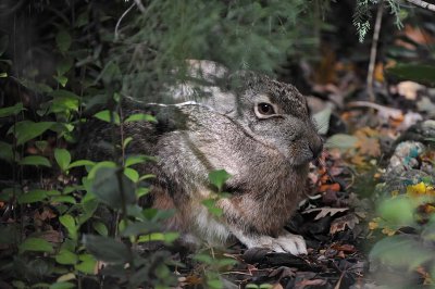 Wild Hare