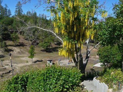Golden Chain Tree and the Yard