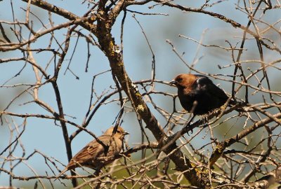 Brown-headed Cowbirds