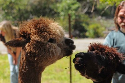 Nose To Nose