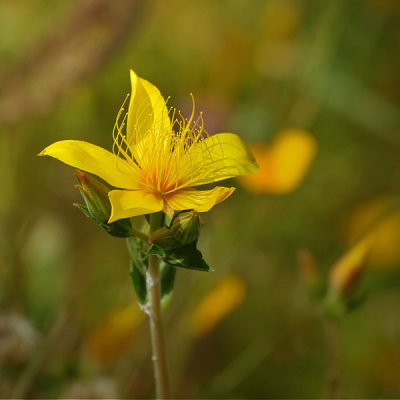 Blazing Star