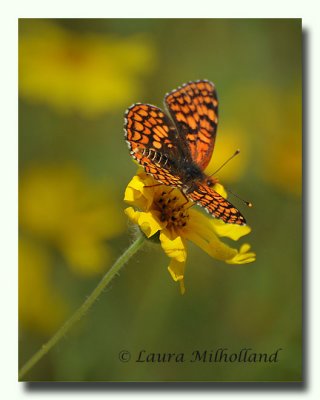 Northern Checkerspot