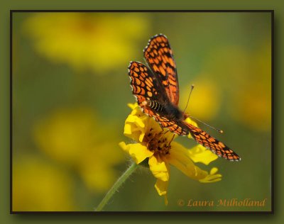 Checkerspot on Tiptoe