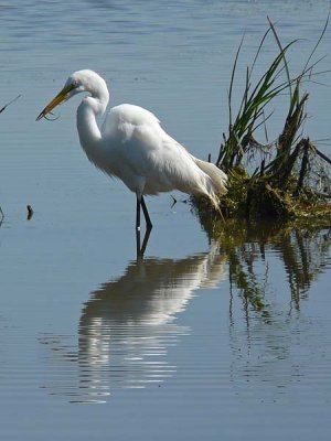 Snowy Egret with a Snack