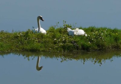 Swans In a Mirror