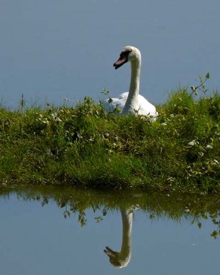 Talking Swan