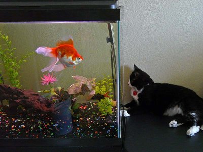 Lulu & Fishie
