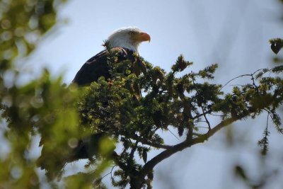 #53 Bald Eagle Perch