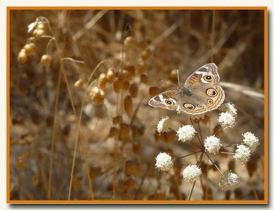 Resting on White