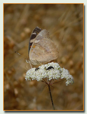 Butterfly Snout