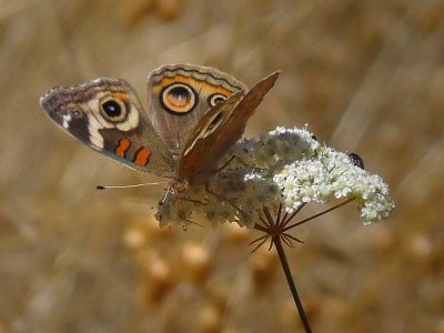 Separated Wings