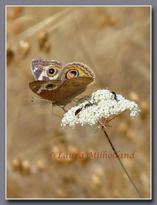 Buckeye Butterfly