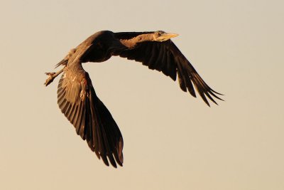 An Evening With Great Blue Herons