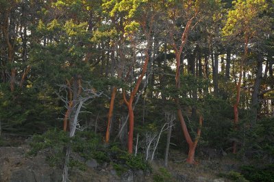 Madrones
