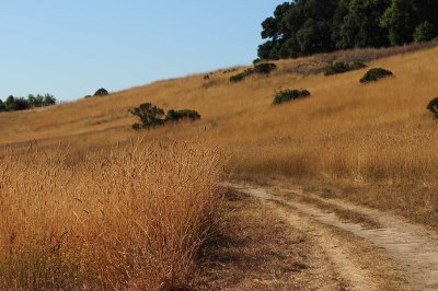 Grassy Trail