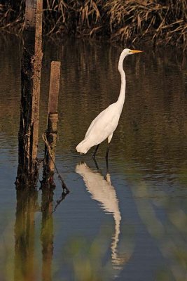 Great Egret