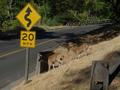 Watching for Traffic