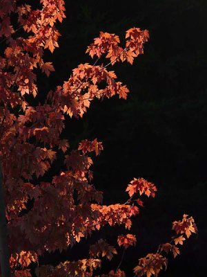 Red Leaves of Fall