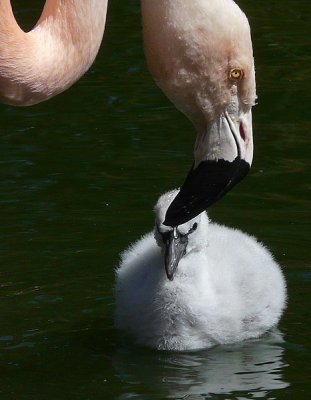 Young Flamingo Chick