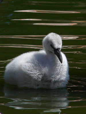 Chick Takes a Swim