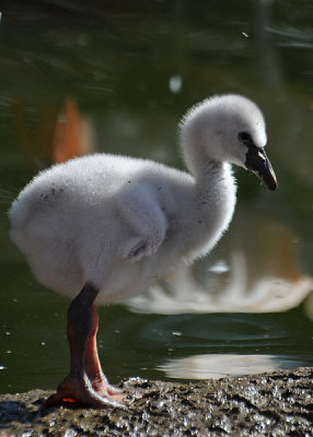 Newest Baby - 6 Days Old