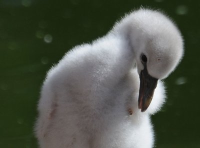 6-Day Old Chick