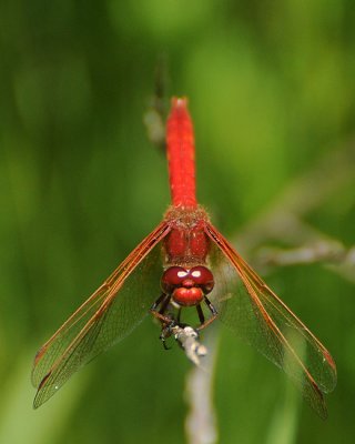 Flame Skimmer Head On