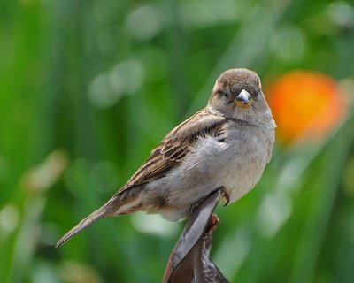Drowsy Sparrow