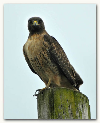 Curious Red-tailed Hawk