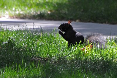 Black Squirrel In Grass
