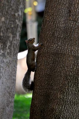 Grey Squirrel Climbing
