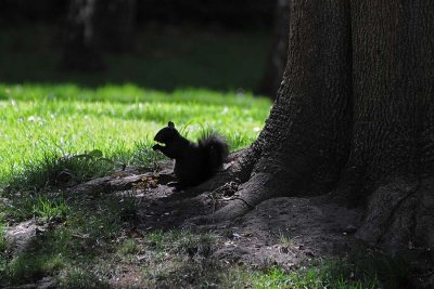 Black Squirrel Silhouette