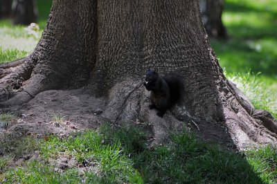 Black Squirrel at Foot of Tree