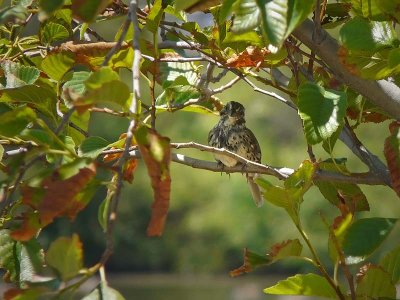 Smiling Baby Bird