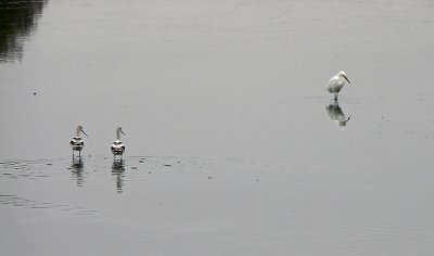 Avocets & Snowy Egret