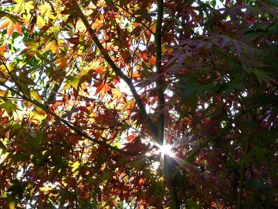 Fall Leaves and Sunstar