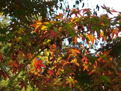 Red and Green