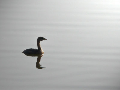 Pied-billed Reflected