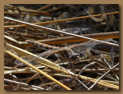 Striped Meadowhawk Dragonfly