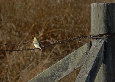 Goldfinch on a Wire