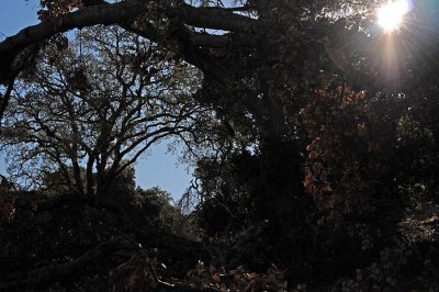 Branches & Sunflare