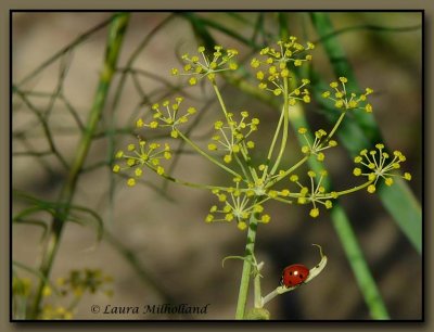 Ladybug and Patterns of Anise